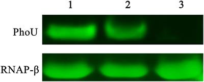 The Global Regulator PhoU Positively Controls Growth and Butenyl-Spinosyn Biosynthesis in Saccharopolyspora pogona